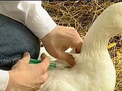 В Московской области завершена вакцинация домашней птицы от ` птичьего гриппа ` [01.04.2007 12:37]