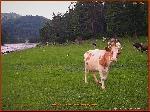 В Индии вывели карликовую породу коров [01.12.2005 10:09]