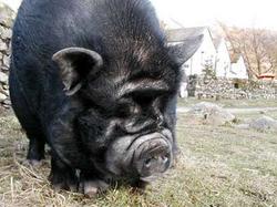 Штат Вирджиния переживает нашествие диких свиней [10.12.2005 09:45]