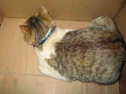 В татарской колонии поймали кошку-наркокурьера [11.11.2010 13:28]