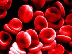 Клетки крови будут производить из клеток кожи [11.11.2010 15:31]
