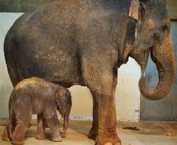 В Иерусалимском зоопарке был рожден слоненок [11.12.2005 20:15]