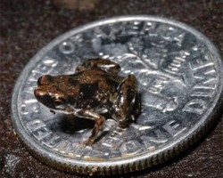 В Новой Гвинее обнаружили самую маленькую в мире лягушку [12.01.2012 10:17]