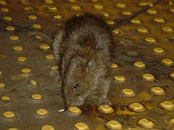 Нью-йоркцы выберут самую страшную крысу в метро [12.01.2012 16:00]