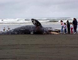 У берега залива Кейп-Код лишились жизней более 30 китов и дельфинов [12.12.2005 04:32]