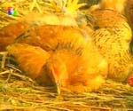 В Румынии обнаружены свежие очаги птичьего гриппа [12.12.2005 04:50]