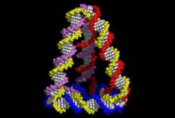 Cпособность строить пирамиды заложена в ДНК [12.12.2005 16:34]