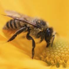 Пчелы узнают людей в лицо [14.12.2005 17:40]