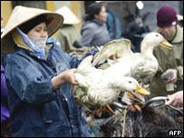 В Китае отмечен новый случай заболевания человека птичьим гриппом [15.12.2005 17:59]