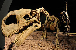 Ученые доберутся до ` убийцы динозавров ` [15.04.2015 10:37]