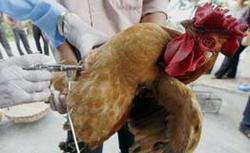 Птичий грипп в Индонезии - уже десять погибших [16.12.2005 06:45]