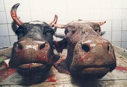 Из-за ящура в Амурской области уничтожены четыре коровы [16.12.2005 10:09]