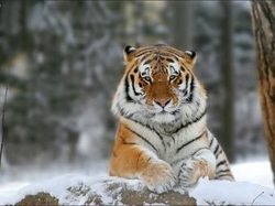 Во Владивостоке пройдет ` тигриный ` форум [17.11.2010 15:07]