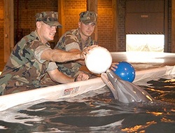 США готовят дельфинов к войне с Ираном [17.01.2012 13:56]