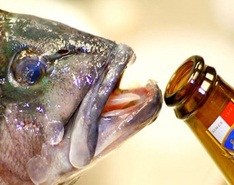 Углекислый газ действует на рыб подобно алкоголю [17.01.2012 15:56]