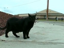 Черный кот ежедневно помогает школьникам переходить трассу (видео) [17.12.2012 14:15]