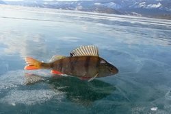 На Байкале инспекторы выгоняют рыбаков со льда [17.04.2017 16:58]
