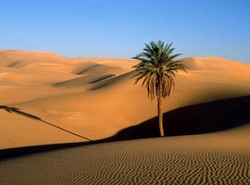 В пустыне Сахара небывалые морозы (видео) [19.01.2012 13:34]