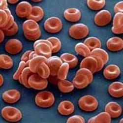 Исследователи открыли пятую группу крови [02.04.2007 14:29]