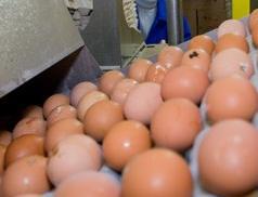 Куриные яйца разрушают здоровье [02.11.2010 14:03]