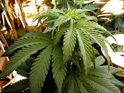 В Калифорнии легализуют марихуану [02.11.2010 14:43]