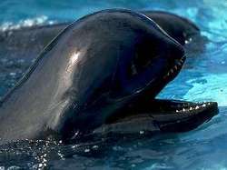 Обнаружили дельфина с головой-воздушным шаром [02.11.2010 19:44]