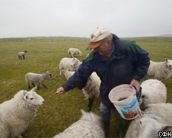 Пастух поставил рекорд по дохлым овцам [02.06.2006 05:51]