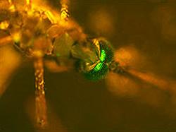 Биологи вывели комара с зелеными глазами, уничтожающего малярийных сородичей [20.03.2007 16:30]