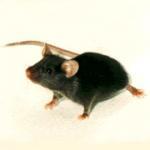 Исследованы внутренние часы маниакальных мышей [21.03.2007 15:28]