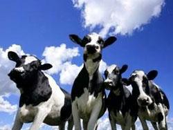 Румынские воры обули коров в резиновые сапоги [21.03.2007 17:19]