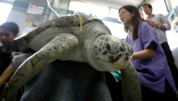 В Таиланде умерла черепаха, которая проглотила 915 монет [21.03.2017 16:50]