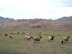Киргизия запретила узбекам бесплатно пасти скот на своей территории [22.03.2007 16:43]