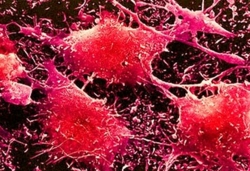 Ученые вылечат рак при помощи модифицированных клеток [22.07.2016 12:56]