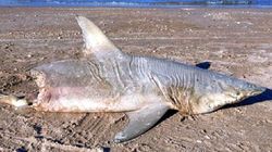 На пляже во Флориде был обнаружен труп недоеденной акулы [22.02.2017 13:15]