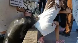 В Канаде морской лев утащил девочку в воду (видео) [22.05.2017 10:48]
