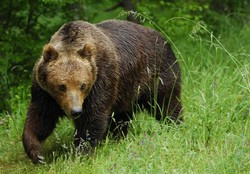 В Челябинской области зоозащитники спасли медведя [23.08.2016 16:53]