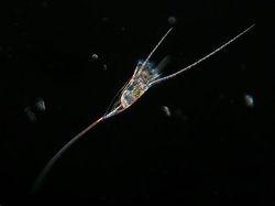 Ученые нашли в Волге чужеродный планктон [23.05.2017 16:53]