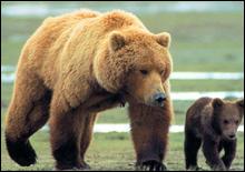 В США больше не будут защищать медведей гризли [24.03.2007 16:47]