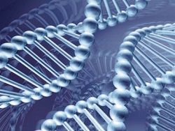 Биотехнологи изобрели биоробота из ДНК [24.01.2012 10:28]