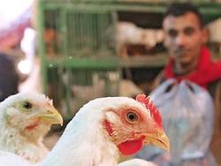 На одной из ферм Саудовской Аравии выявлен ` птичий грипп ` [25.03.2007 11:24]