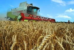 Сибирские фермеры собирают рекордные урожаи зерна [25.08.2016 16:46]