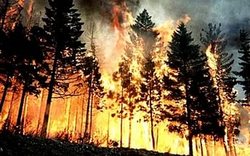 Площадь лесных пожаров в Сибири за сутки возросла в 4 раза [26.05.2017 15:28]