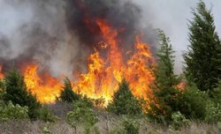 За сутки в РФ ликвидировано около сотни лесных пожаров [26.06.2017 15:24]