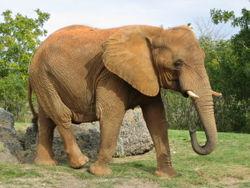 Две аглийские туристки стали жертвой разъяренного слона [27.03.2007 16:14]