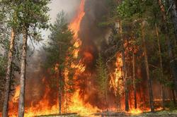 Площадь лесных пожаров в Иркутской области выросла [28.06.2016 15:48]
