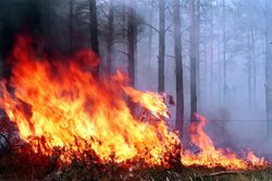 В Иркутской области выгорело тысячи гектаров тайги [28.04.2017 15:09]