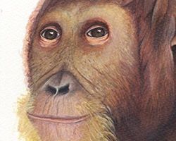 Древние приматы имели человеческое лицо [03.06.2009 14:58]