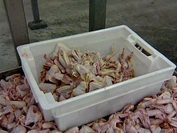 Продажа замороженного мяса птицы с 1 января запрещена [03.11.2010 11:39]
