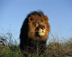 В Зимбабве стая львов загрызла туриста прямо в душе [03.11.2010 19:55]