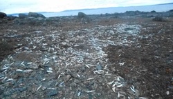 В Канаде трупы тыс. морских существ выбросило на берег [30.12.2016 13:09]